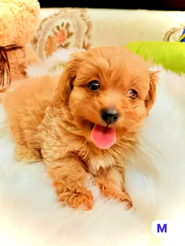 Cute small brown puppy looking for a loving home