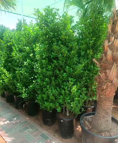Tall Potted ficus Evergreen Topiary Plants