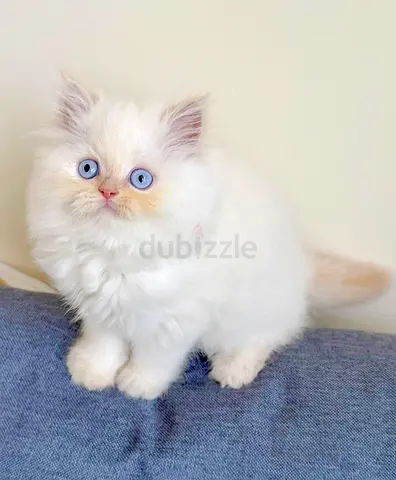 Pure ragdoll Kittens