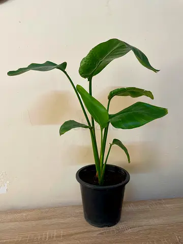 Bird of Paradise