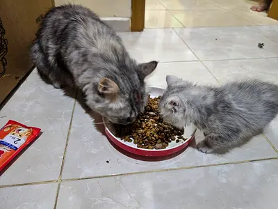 Beautiful Grey Persian Cats for Free Adoption at sharjah ghafiya