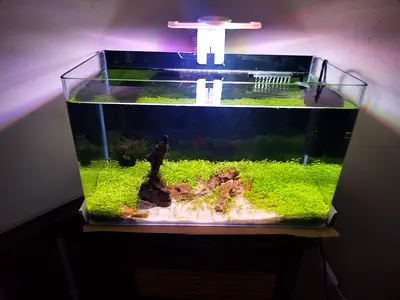 Small planted aquarium with LED light and filter - ready setup
