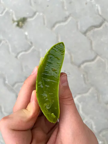 Olevira 40cm one leaf