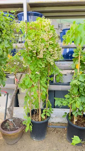 Tall potted flowering climber plant — healthy, ready for garden