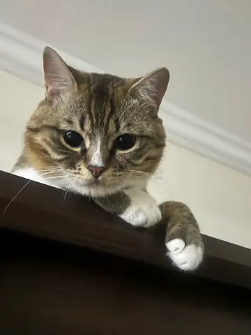 Cat for adoption