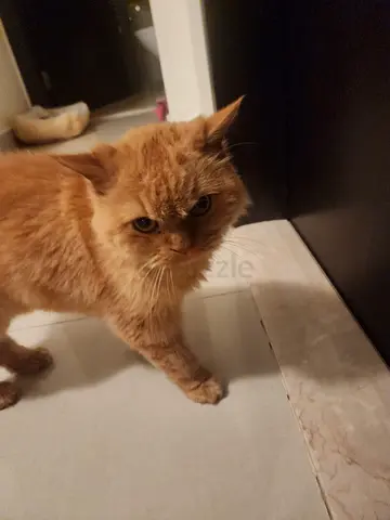 Friendly long-haired ginger cat available for adoption