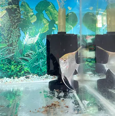 An Angel fish, large used aquarium tank with background and filtration.