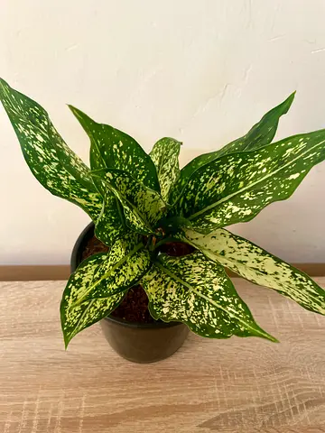 Aglonema snow white