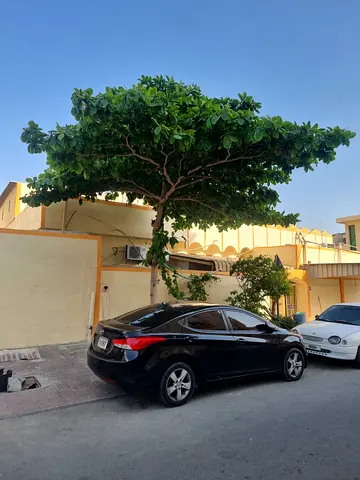للبيع: بيت استثماري في النعيمية 2، عجمان  •  نوع التصريح: سكني استثماري