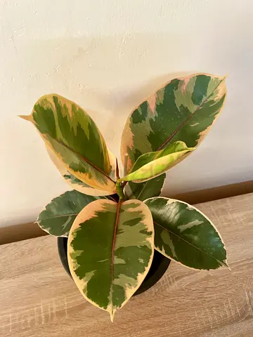 Rubber Plant (variegated)