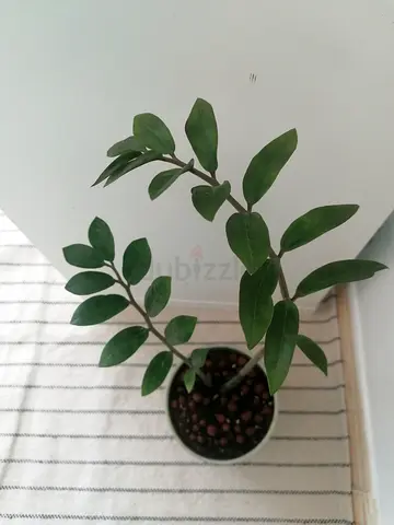 Fresh indoor plants
