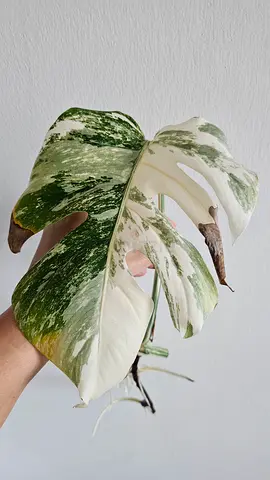 Variegated Monstera Albo Cutting - Healthy roots