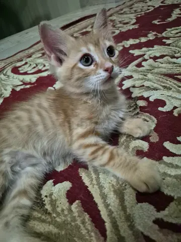 Free Male Orange kitten for adoption