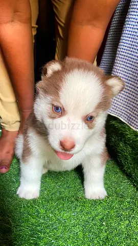 Siberian Husky