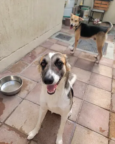 Border Collie /  Saluki Mix for Adoption