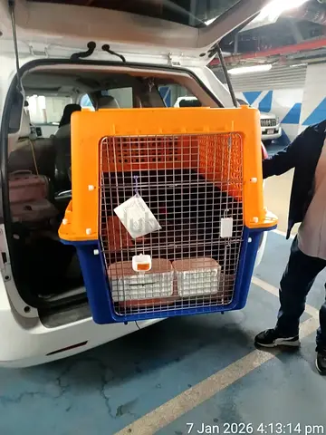 Cats and dogs carriers for air travel