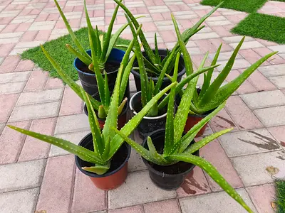Aloe Vera Fresh leaves and Whole plant pots