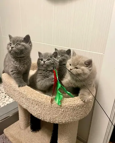 Adoption British Shorthair Kittens