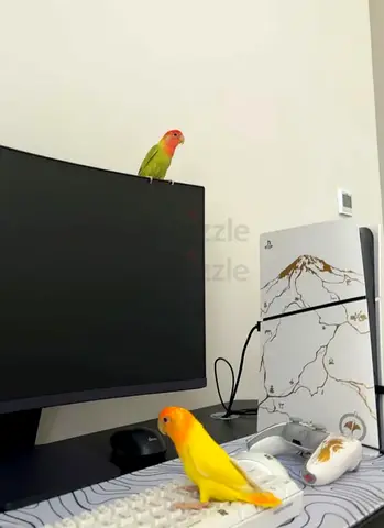 Two health love birds ( scared of humans don’t bite )