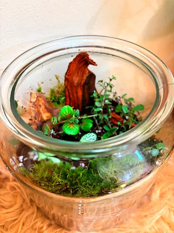 Handmade Closed Terrarium in Glass Jar with Live Plants