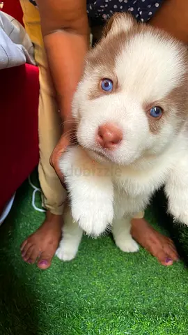 Cute blue-eyed Husky puppy available for adoption