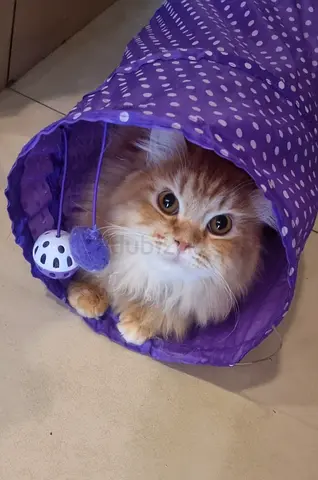 Two 1-Year-Old Cats for Adoption – Must Be Adopted Together 🐱🤍