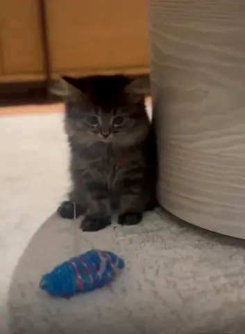Scottish straight kitten