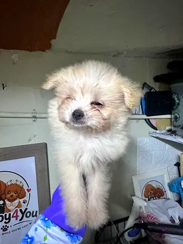 Small fluffy puppy available for adoption — young, friendly