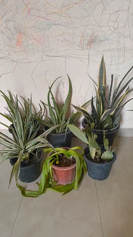 Outdoor plant