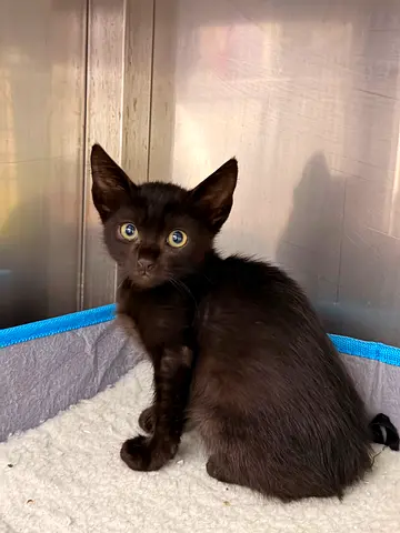 Rescued Kittens fro free adoption