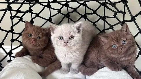 British shorthair kittens pure breed