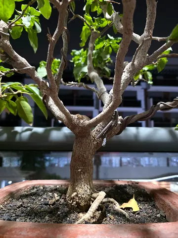Bonsai Bougainvillea
