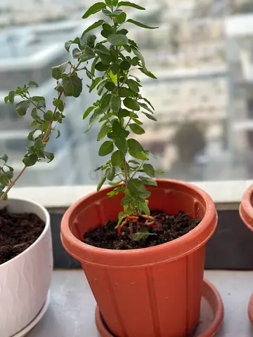Tulsi Holy Basil Plant in Cosmoplast Pot