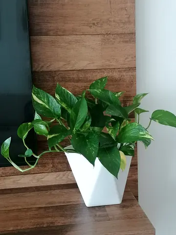 Fresh indoor plants