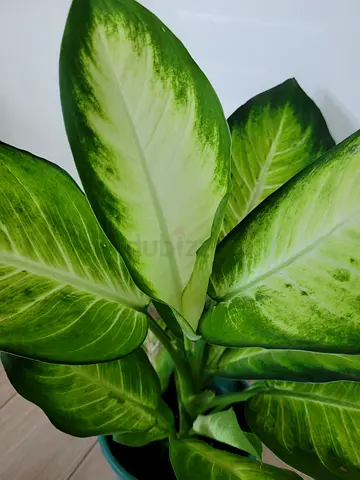 Big Diffenbachia Camilla - Indoor Plant