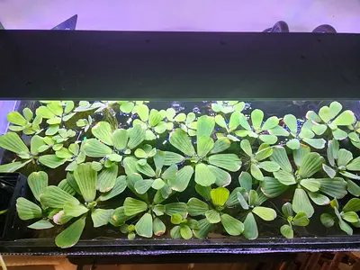 Natural Fresh Water Mini Lettuce Aquarium & Pond Filter