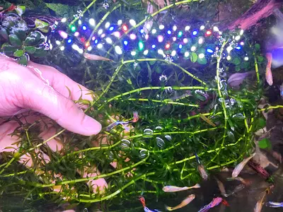 Natural Aquarium Plant Elodea Densa