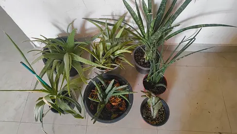 Outdoor plants