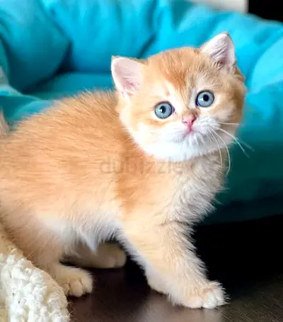 blue eyes British shorthair kittens