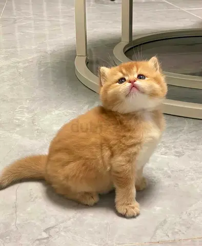 ginger British shorthair