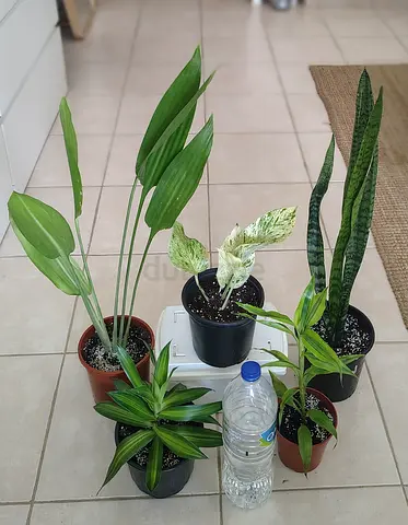 Take all 5 easy to take care indoor plants Final price , last price , best price 80 dhs only