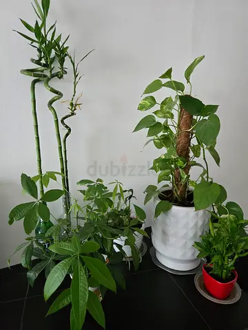 Indoor and Outdoor plants