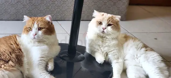 Pair of friendly long-haired persion cats for free adoption both netured and vaccinated