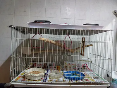 Big bird cage available