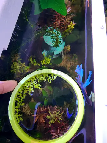 Green Aquarium Floating Plant Rings