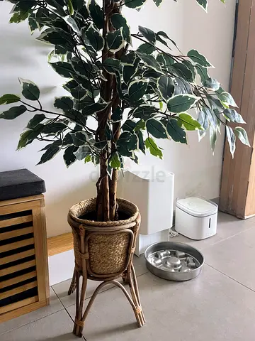 Artificial Ficus Tree 152cm with Natural Planter