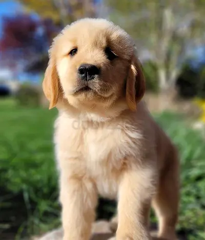 Friendly Golden Retriever Puppy - Ready for a Loving Home