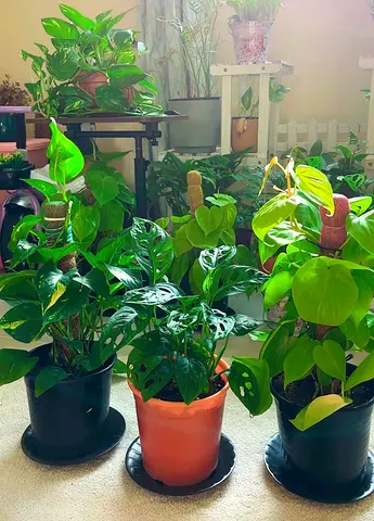 Indoor plants for sale