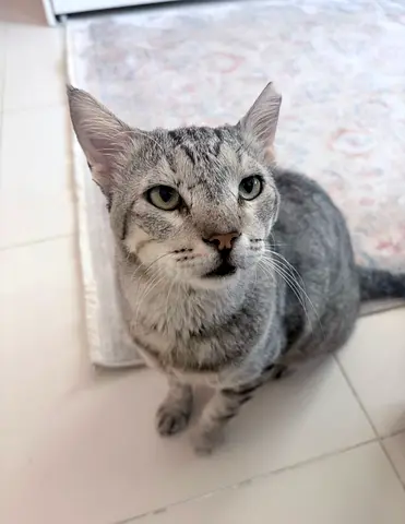 Cat Adoption