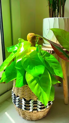 Indoor plant for sale